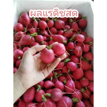 แรดิชสด ราคาถูก ซื้อออนไลน์ที่ - มิ.ย. 2023 | Lazada.Co.Th