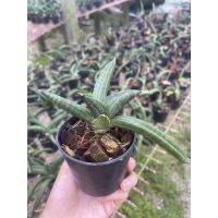 ลิ้นมังกร พาเท็นส์ (Sansevieria patens) หรือ หนวดมังกร ฟอร์ม ฟินิกซ์