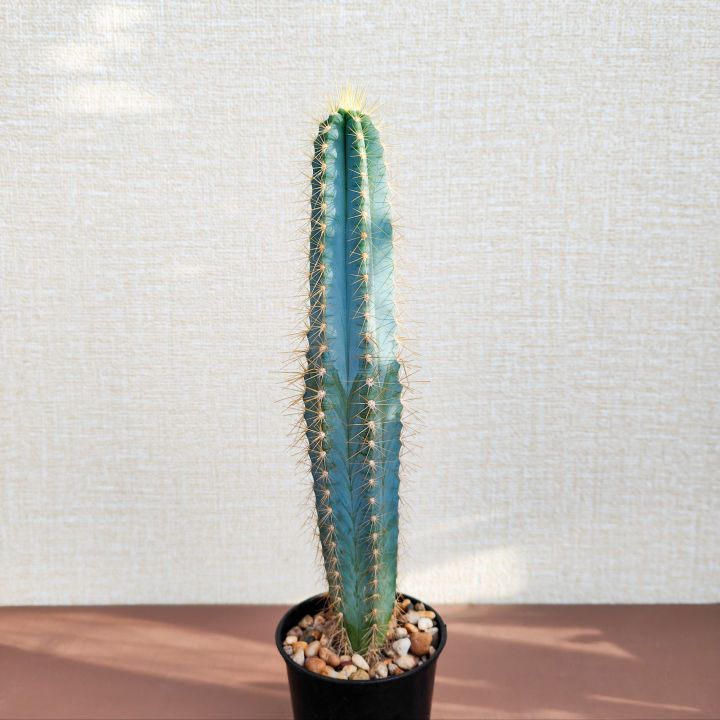 pilosocereus-azureus-cactus-ตอบลูหนามทอง