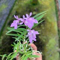 กล้วยไม้ Oerstedella centradenia สีชมพู กล้วยไม้จิ๋ว กล้วยไม้ต่างประเทศ น่ารัก จากคอสตารีก้า