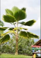 เมล็ดปาล์มมงกุฏ​พร้อมเพาะมาก​  (fiji​ Fan​ palm)​