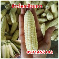 เมล็ดข้าวโพดเทียนขาว ฝักเล็ก เหนียวนุ่ม ปลูกง่ายให้ผลผลิตไว 500 กรัม , 1กิโลกรัม