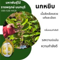 ต้นพันธุ์ทุเรียนนกหยิบ เสียบยอด สูง50-60ซม