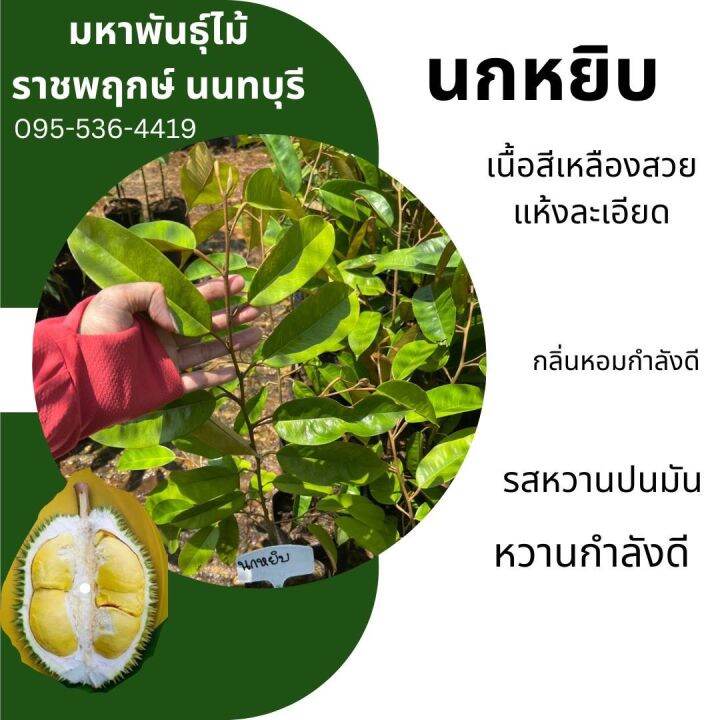 ต้นพันธุ์ทุเรียนนกหยิบ-เสียบยอด-สูง50-60ซม