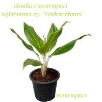 อโกลนีมา หยกกาญจนา Aglaonema sp.  ไม้ประภายในอาคาร,และนอกอาคาร