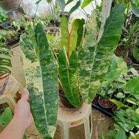 ❤️ (25/8/66) Philodendron Billietiae Croat ? ฟิโลเดนดรอนก้านส้มด่างไม้ยอด 7ใบ 1หลอด ด่างทุกใบ ? ไม้ฟอกอากาศ ? [PBC]