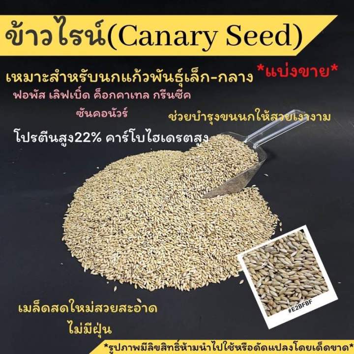 พร้อมส่ง!!!ข้าวไรน์ Canary Seed ธัญพืชช่วยบำรุงขนให้สวยงามเหมาะสำหรับนกแก้วขนาดเล็กถึงกลางแบ่งจำหน่าย