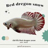 ปลากัด Reddragon snow ?⚪️ (หางดาว)