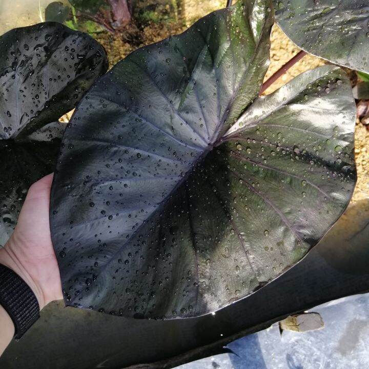 Colocasia kona coffee/keladi hitam viral/Pokok hiasan hidup/Indoor