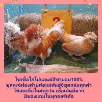 ไข่เชื้อไก่โปแลนด์สีชามอยเพียวๆ100%ชุด6ใบระบุวันที่ไก่ไข่และพันธุ์ของไก่บนไข่ทุกฟอง