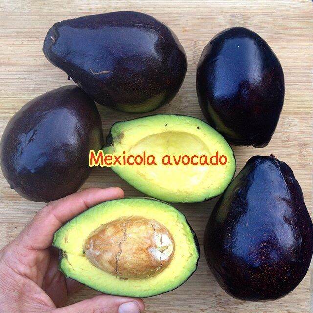 ต้นอะโวคาโด-เสียบยอด-mexicola-avocado-เม็กซิโคล่า-กินผลได้ทั้งเปลือกและใบ