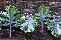 เมล็ดเคล เรดรัสเชี่ยน 200เมล็ด ?งอกดีมาก Red Russian Organic Kale 200 Seeds