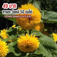 เมล็ดพันธุ์ ทานตะวันหมี 50 เมล็ด  ดอกสวย