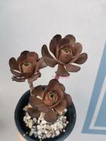 ไม้อวบน้ำ​ กุหลาบหิน​ Aeonium Voodoo(ส่งถอดกระถาง)​ #ต้นไม้จริง#