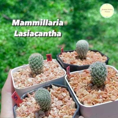 [ MAM6 ] แมมมิลลาเรีย ลาเซียแคนต้า (Mammillaria Lasiacantha) แคคตัส กระบองเพชร ไม้อวบน้ำ ไม้เมล็ด ไม้ชำหน่อ แมม