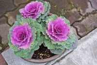 เมล็ดคะน้า ปูเล่ แท้‼️ กะหล่ำประดับ คละสี สีม่วง สีชมพู และสีขาว ornamental cabbage