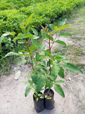 ต้นมะตูมแขกตูมซาอุ🌳☘️(ชุดละ 3 ต้น แถม 2 ต้น) ต้นสวยแข็งแรง พร้อมปลูก