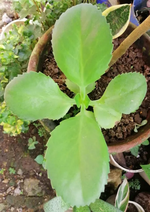 Katakataka, life plant, mother of millions, miracle leaf, goethe