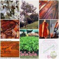 เมล็ดพันธุ์ Cocobolo ชื่อวิทยาศาสตร์ Dalbergia retusa ไม้พยุงหายากจาก อเมริกากลาง เป็นไม้ที่นิยมในตลาดโลก โตเร็ว ปลูกง่าย ทนแล้ง