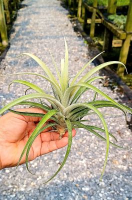 Tillandsia capitata silver rose