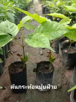 ต้นกระท้อนปุยฝ้าย (3 ต้น 150) ผลใหญ่ เนื้อเยอะ รสชาติหวาน ปลูกได้ 3-5 ปี เก็บผลผลิตได้ ปลูกได้ทุกพื้นที่