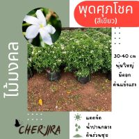 ต้นพุดศุภโชค ทรงพุ่มกลม ขนาด 30-40CM (สั่งซื้อขั้นต่ำ 2 ต้น)