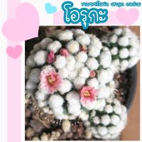 ❄️?โอรุกะ แคคตัส Mammillaria Gracilis Cv. Oruga ❄️?แมมปุยขนสีขาว แตกหน่อเอง ดอกชมพู