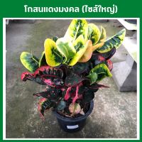 โกสนแดงมงคล โกสนไซส์ใหญ่ ทรงพุ่ม สูงประมาณ 35-40 เซ็นติเมตร ส่งพร้อมกระถาง