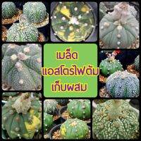 เมล็ด แอสโตร มิกซ์ (Astro. mix) เก็บรวมจากแม่พันธุ์ ด่าง พูแทรก super V นูดัม