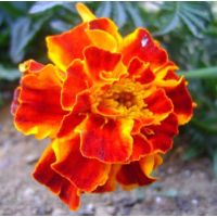 เมล็ดพันธุ์ ดาวเรืองฝรั่งเศส สีส้มรอบกลีบนอกสีเหลือง FRENCH MARIGOLD บรรจุ 20 เมล็ด ความงอก 85% ต้นสูง 20-25 cm. อายุออกดอก 60-65 วัน