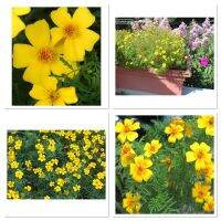 เมล็ดพันธุ์ ดาวเรือง เลม่อนเจ็ม สีเหลือง (Lemon Gem Tagetes) บรรจุ 20 เมล็ด เป็นดาวเรืองสายพันธุ์ใหม่ที่สามารถทานได้