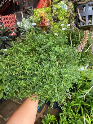 เลมอนไทม์ Lemon thyme ต้นเลมอนไทม์ กระถางแขวน ทรงพุ่ม ขนาด 8 นิ้ว