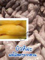 บัวหิมะ 1 kg. หวานกรอบ ฉ่ำน้ำ ไซส์กลาง เบอร์ 2