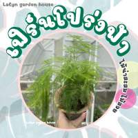 ??เฟิร์นโปร่งฟ้า (Asparagus Fern / Plumosa Fern) ลำต้นและใบอ่อนช้อยสวย ใบแผ่ออกเป็นแผง ใบเล็กๆน่ารัก เป็นไม้ในร่มค่ะ☁️?