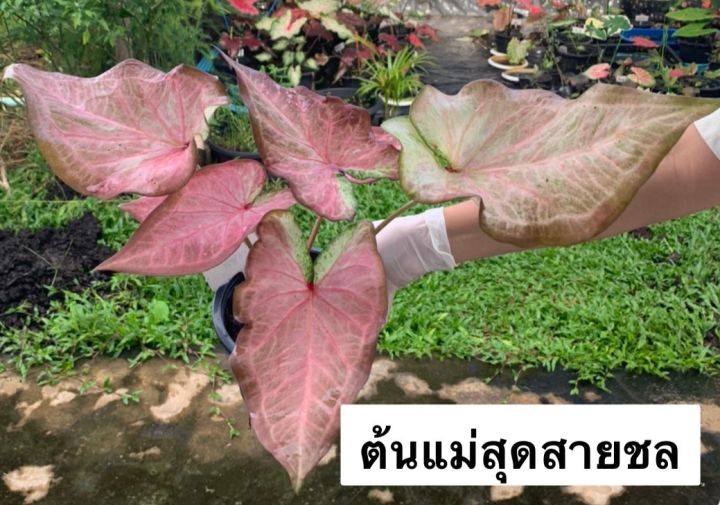 บอนสีสุดสายชล-ไม่แนกหน่อ-ไซร้ตั้งแม่