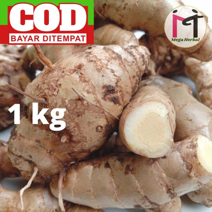 Kunyit Putih Segar 1kg Asli Temu Putih Curcuma Zedoaria Kunir Putih Lazada Indonesia 2590