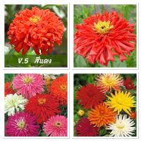 เมล็ดพันธุ์ ดอกบานชื่น แคคตัส สีแดง (ReD Zinnia Cactus elegans) บรรจุ 60 เมล็ด