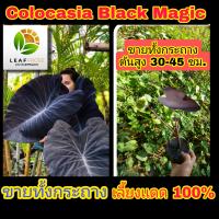 colocasia black magic ตัดสด ไม่ตัดใบ บอนเวทมนต์ดำ บอนดำ โคโลคาเซีย เเบล็คเมจิค