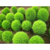 เมล็ด โคเชีย Kochia บรรจุ 30 เมล็ด