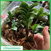 กวักมรกตแคระ พันธุ์ฮอลแลนด์ มีหัวโขดทุกต้น Zamioculcas Zamifolia Dwarf (Holland) กวักเขียวใบแคระ