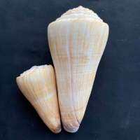 เปลือกหอยสังข์ทรงกรวยสีเหลือง big conus shell 7-13cm huo ju yu luo