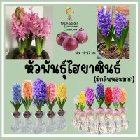 (พร้อมส่ง)หัวพันธุ์ไฮยาซินธ์ (Hyacinth) สายพันธุ์แท้นำเข้าจากประเทศฮอลแลนด์