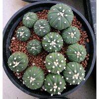 ?แอสโตรไฟตัม?Astrophytum (อนาคตไกล) ไม้เมล็ด ชุด 10 ต้น