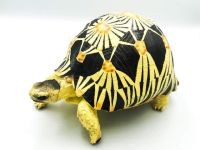 โมเดลเต่าเรซิ่น เต่าราเดียตา radiated tortoise