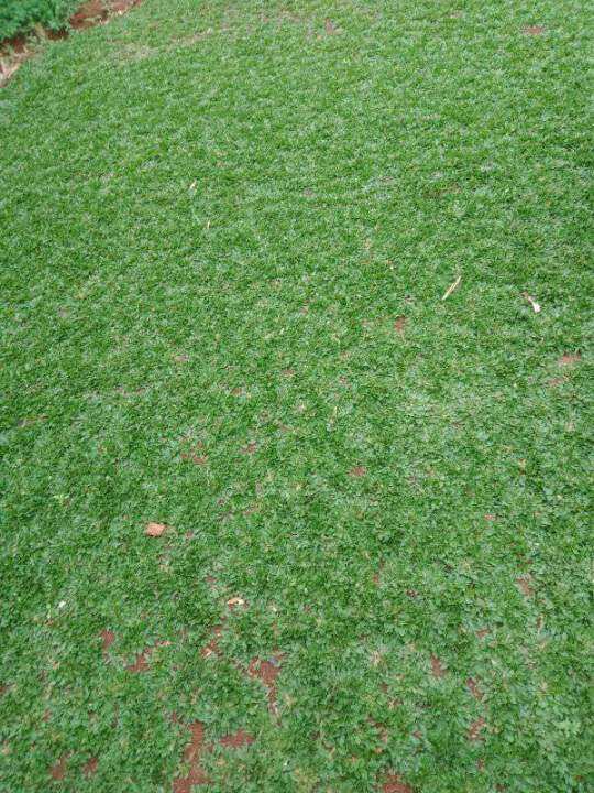 Jual Rumput Gajah Mini 1 Meter Persegi Lazada Indonesia