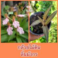 กล้วยไม้ดิน ลิ้นมังกรชมพู?Habenaria rhodocheila ?ส่งทั้งกระถาง