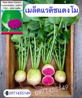 แรดิชแตงโม (เปลือกเขียว เนื้อแดง) watermelon radish  สายพันธุ์     OP   บรรจุ : 700-800 เมล็ด