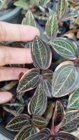 ลายน้ำทองด่าง ludisia discolor var. (jewel orchid) กระถาง 6"