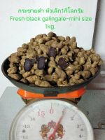 กระชายดำสด หัวเล็ก1กก(ตัวหลุดไซค์)Fresh black galingale -mini size 1kg