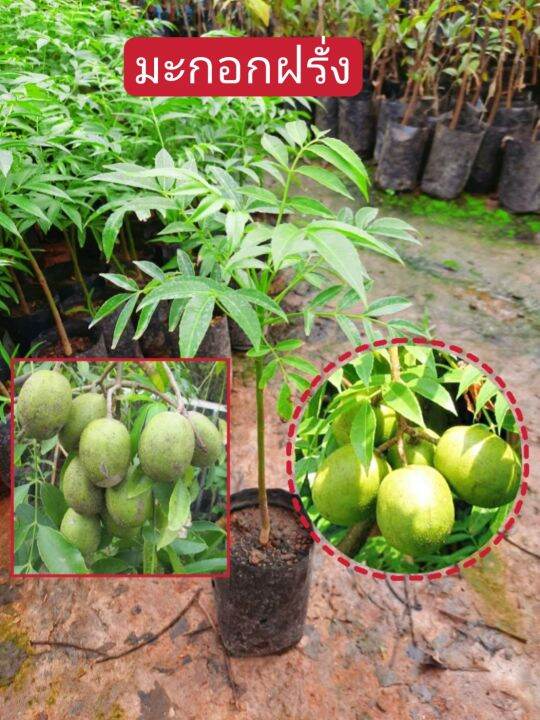 ต้นมะกอกฝรั่ง-ผลกลมรี-สีเขียวเข้ม-พอแก่สีจะอ่อนลง-เนื้อมีรสมัน-เปรี้ยวอมหวาน-ติดผลตลอดปี